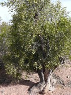 Maytenus viscifolia
